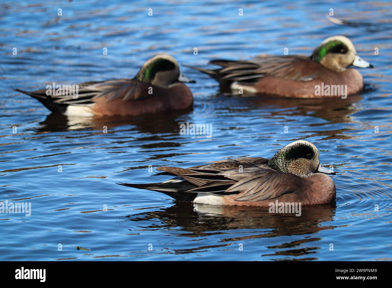 Groupe de veufs américains mâles ou Mareca americana nageant dans le lac Green Valley à Payson, Arizona. Banque D'Images