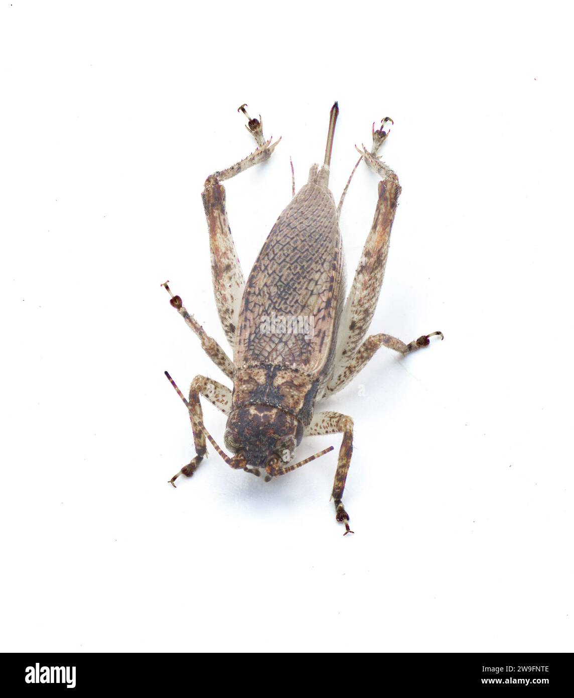 Brun faux Jumping Bush Cricket - Hapithus luteolira - est une espèce de cricket de la famille des Gryllidae. On le trouve en Amérique du Nord. isolé sur whi Banque D'Images