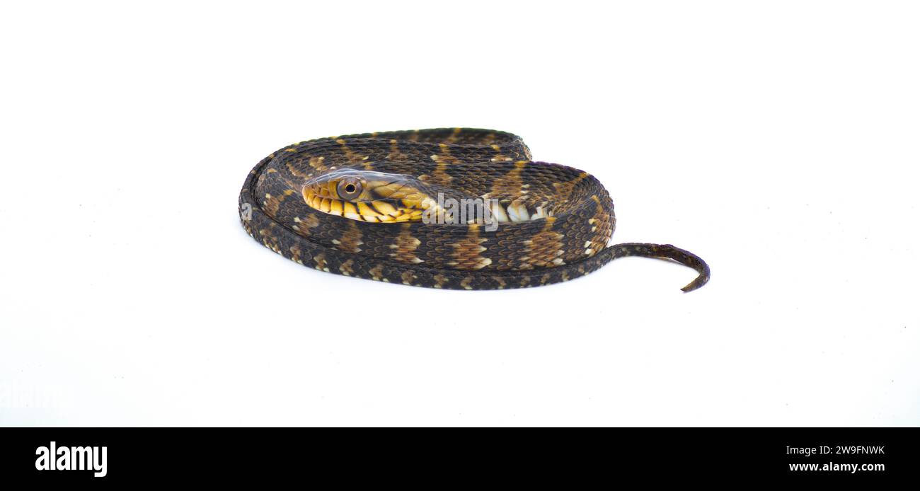 Serpent d'eau non venimeux de Floride inoffensif ou serpent d'eau bandé - Nerodia fasciata - isolé sur fond blanc. souvent confondu avec le cottonmouth ou w Banque D'Images