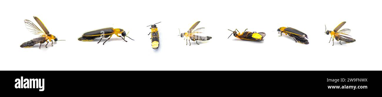 Photinus collustrans - une luciole ou une mouche de feu, punaise de foudre, lueur un insecte de plus en plus rare en raison du développement et de la construction de la perte de l'habitat. Banque D'Images