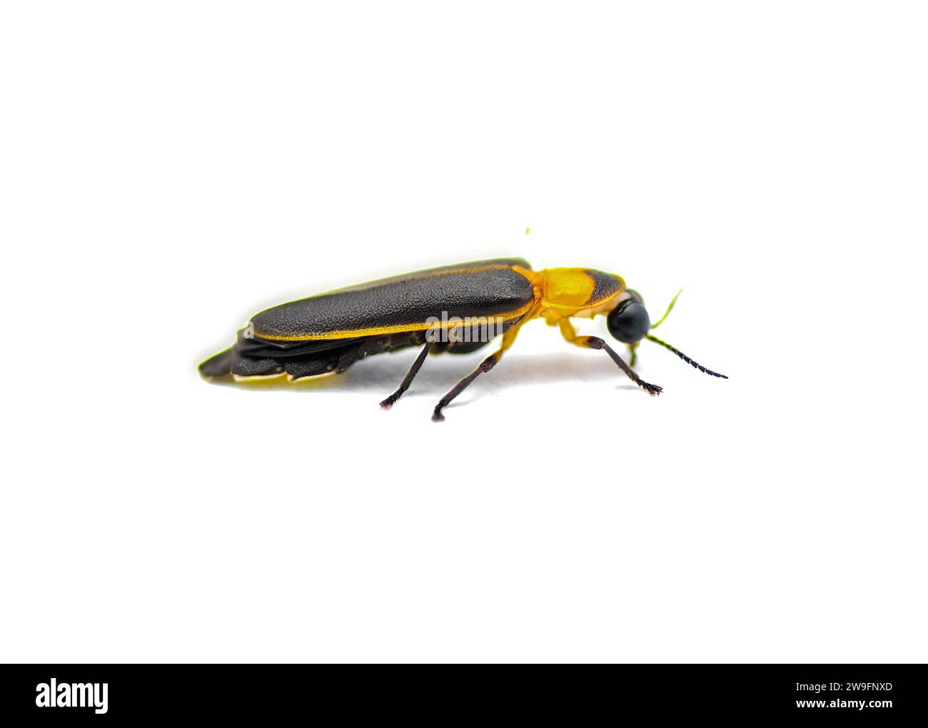 Photinus collustrans - une luciole ou une mouche de feu, punaise de foudre, lueur un insecte de plus en plus rare en raison du développement et de la construction de la perte de l'habitat. Banque D'Images