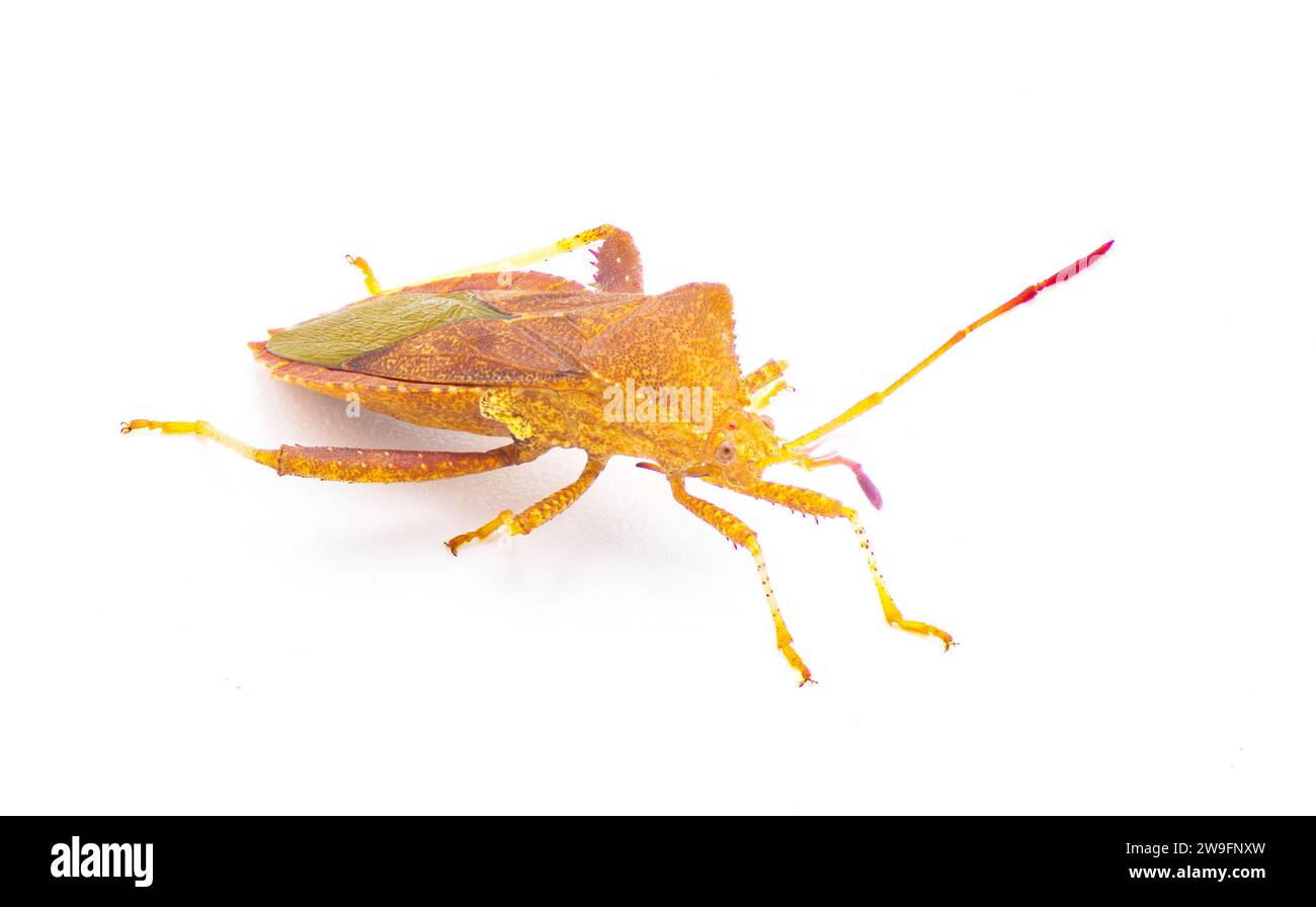 Euthochtha Galeator - punaise de courge, carottée, punaise à pieds de feuille. Insecte nuisible destructeur commun aux orangers et aux agrumes en Floride. Isolé activé Banque D'Images