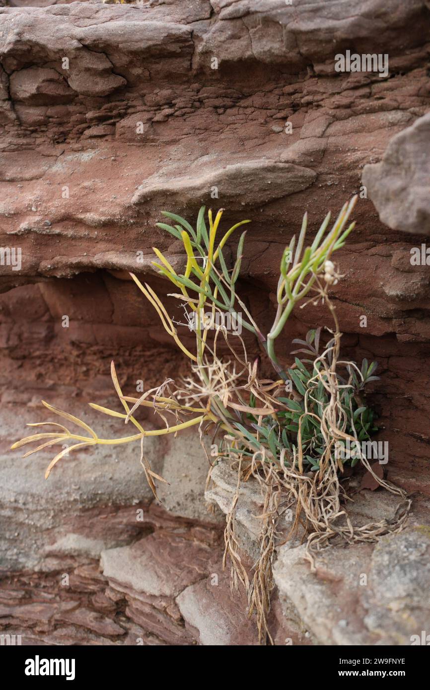 Plante succulente tolérante au sel poussant dans des crevasses rocheuses de grès sur la falaise côtière Bendrick Wales UK Rock Samphire Crithmum Martimum Banque D'Images