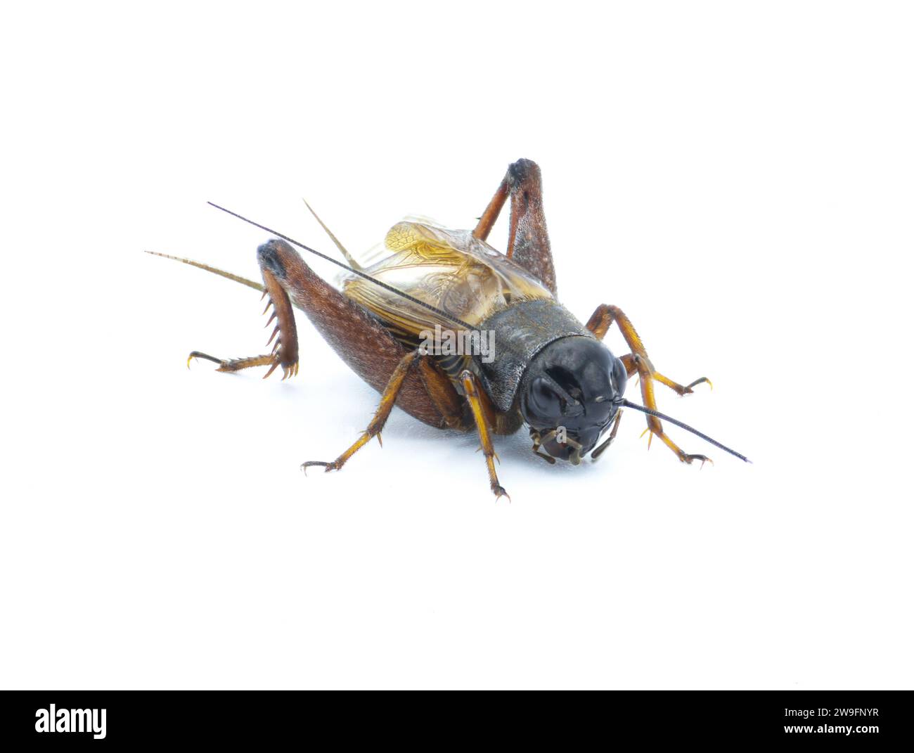Cricket commun mâle - espèce Gryllus - insecte noir et brun foncé robuste bien connu pour les sons chauds de la nuit d'été de son appel d'accouplement gazouillis Banque D'Images