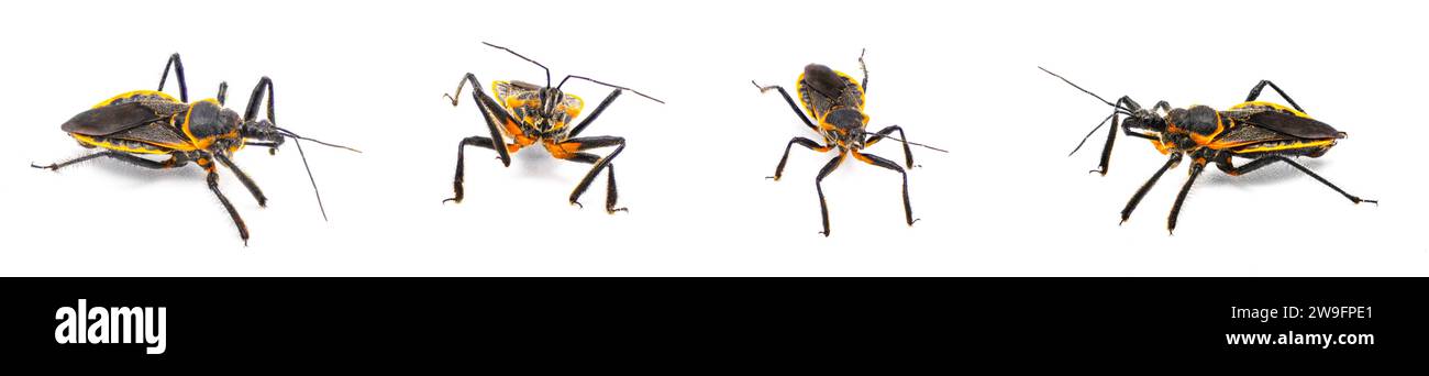 L'assassin d'abeilles - Apiomerus crassipes - est un insecte qui se nourrit d'abeilles et de fourmis en attente sur ou près des fleurs, des fleurs ou des fleurs. isolé sur blanc Banque D'Images