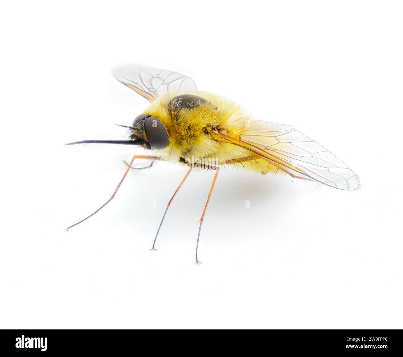 Abeille parasite pour mouche stationnaire - Systoechus solitus - aile irisée couleur, blonde floue fourrure jaune crème. isolé sur fond blanc avant Banque D'Images