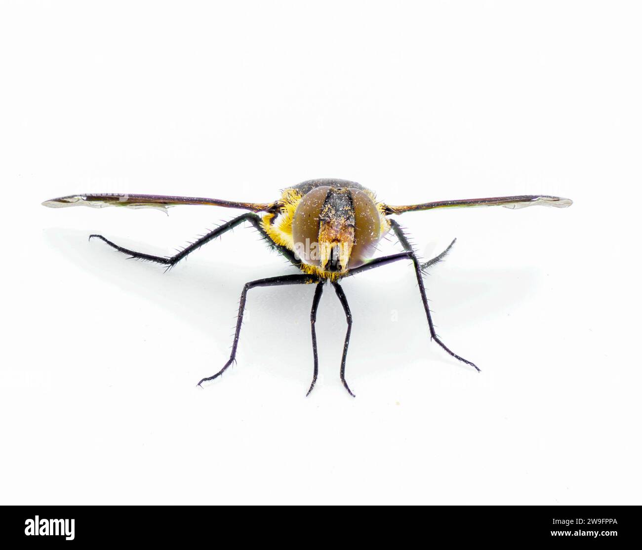 Lesser Bee Fly - Exoprosopa fascipennis - version de Floride des espèces communes de hoverfly ou de hover Fly. isolé sur fond blanc vue de face avant Banque D'Images