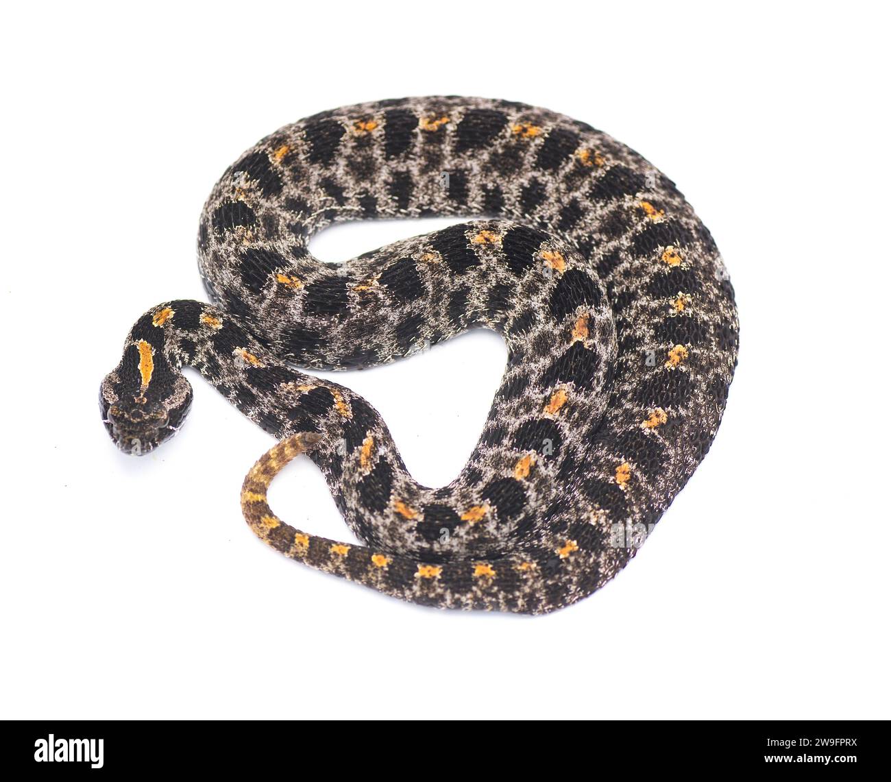 Crapaud crameux ou crapaud pygmée - Sisturus miliarius barbouri - isolé sur fond blanc vue dorsale de dessus Banque D'Images