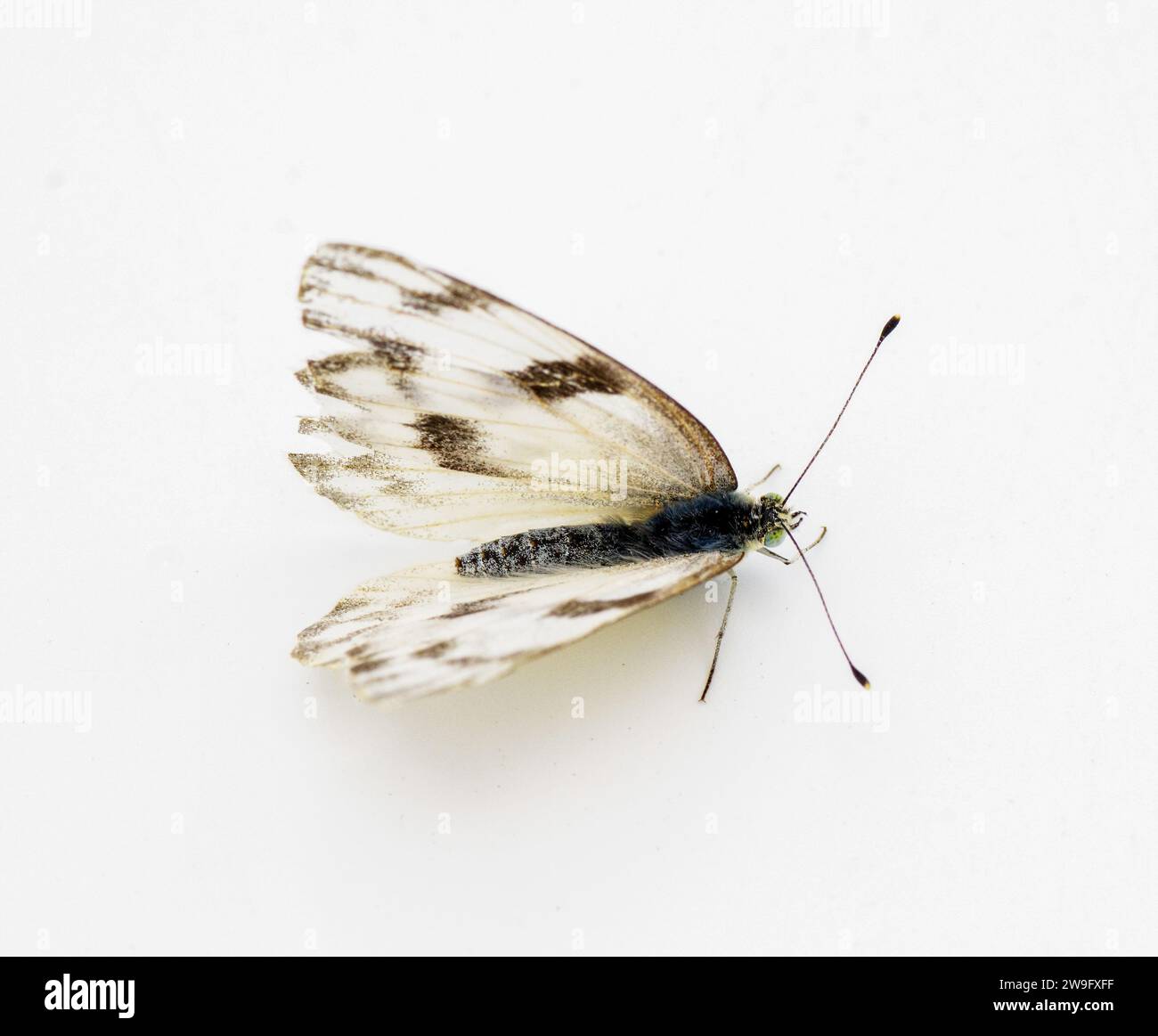 Papillon blanc femelle à damier - Pontia protodice - espèce de Pieridae Sulphur isolé sur fond blanc vue dorsale supérieure Banque D'Images