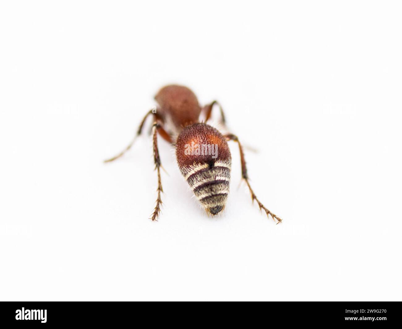 Fourmi velours - Dasymutilla sp. Très probablement, un insecte de la famille des Mutillidae. Les femelles manquent d'ailes et ce sont en fait des guêpes pas des fourmis. Isolé sur wh Banque D'Images