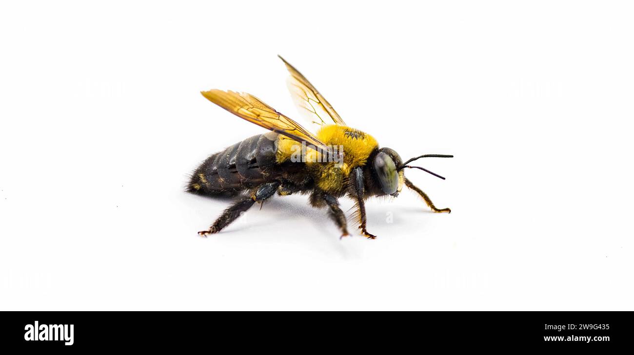 Abeille menuisière orientale mâle - Xylocopa virginica - vue de profil latérale. Découpe isolée sur fond blanc Banque D'Images