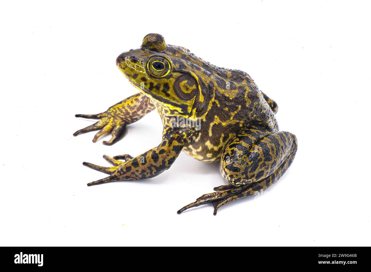 Grenouille-taureau américaine - Lithobates ou Rana catesbeianus - gros mâle avec tympan plus grand que la taille des yeux. Assis à quatre pattes isolé sur fond blanc Banque D'Images