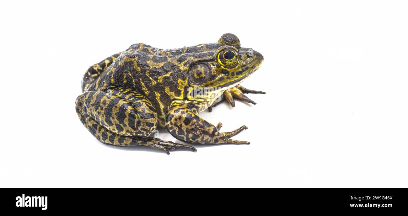 1 299 Grenouille Taureau Stock Photos, High-Res Pictures, and Images