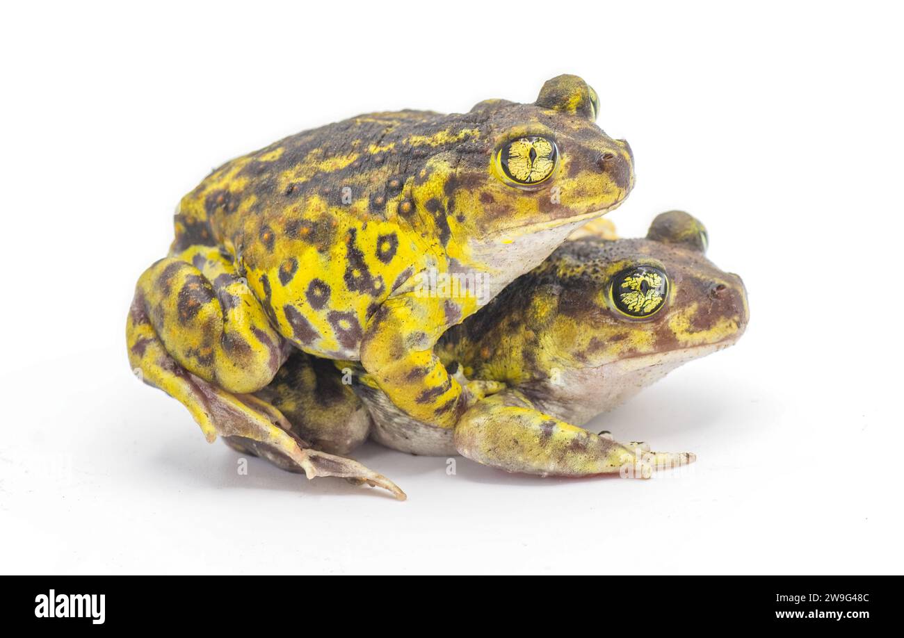 Crapaud ou grenouille spadineux de l'est - Scaphiopus holbrookii - couple d'accouplement mâle et femelle dans amplexus isolé sur fond blanc Banque D'Images