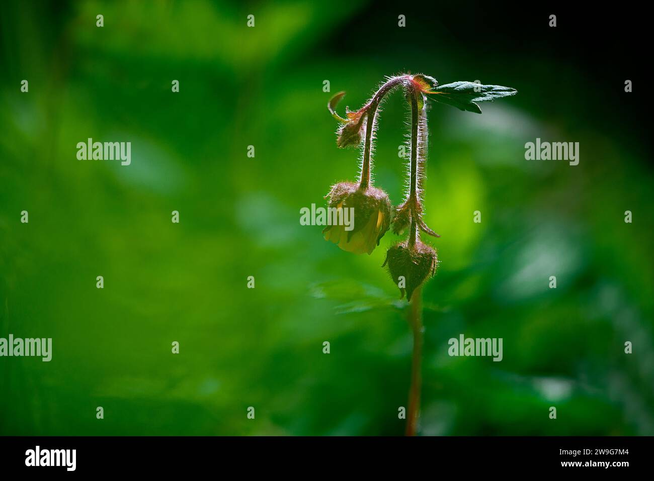 Une image en gros plan de deux petites fleurs lumineuses sur une seule tige debout sur un fond de feuillage vert luxuriant Banque D'Images