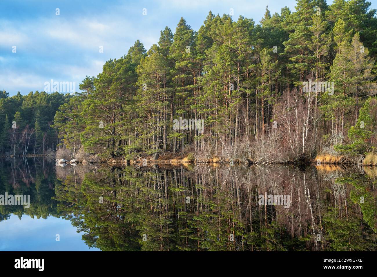 Arbres reflétés dans le Loch Garten. Highlands, Écosse Banque D'Images