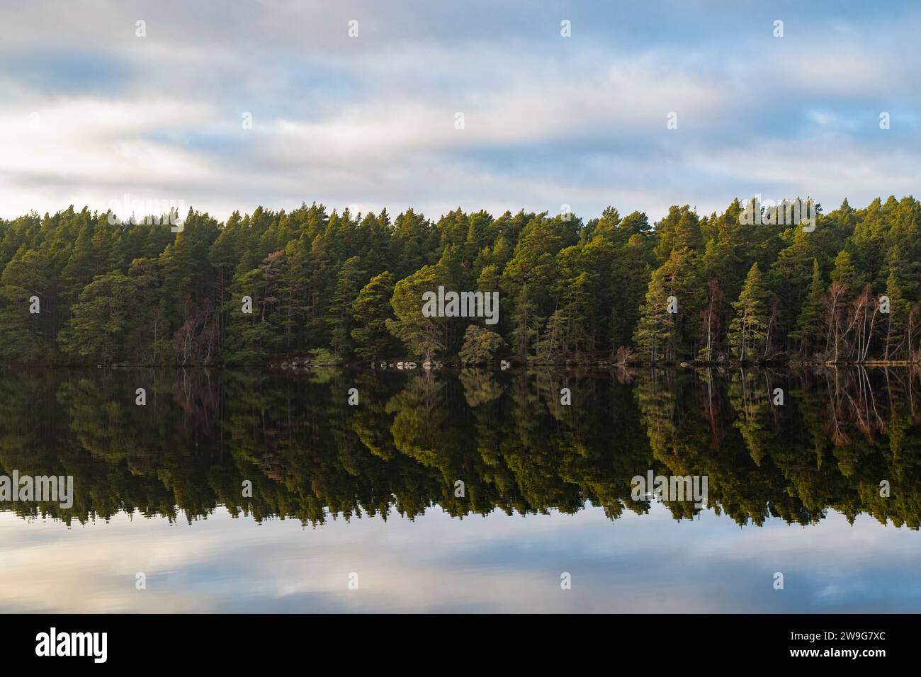 Arbres reflétés dans le Loch Garten. Highlands, Écosse Banque D'Images