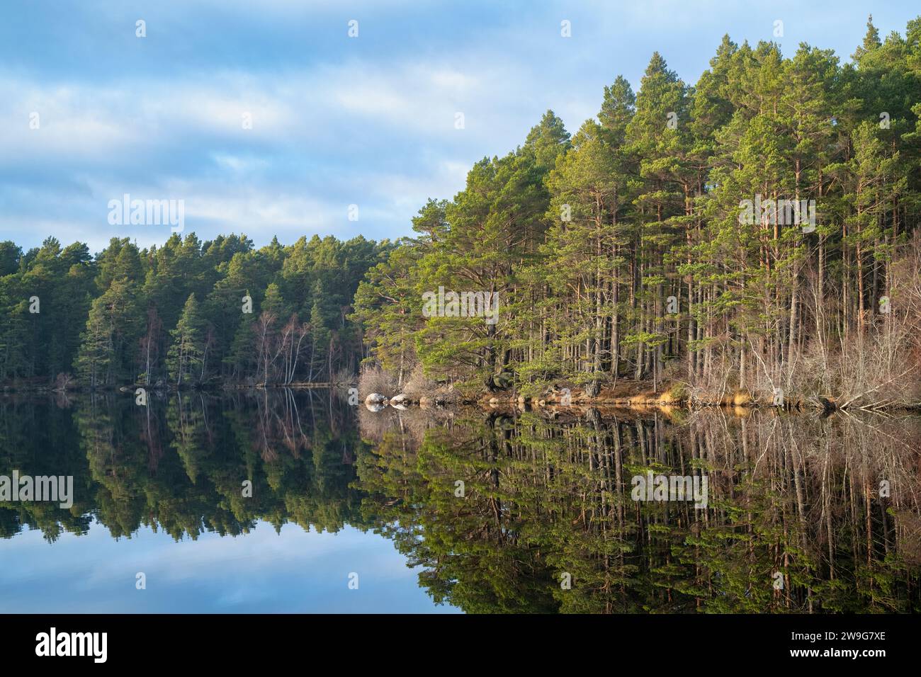 Arbres reflétés dans le Loch Garten. Highlands, Écosse Banque D'Images