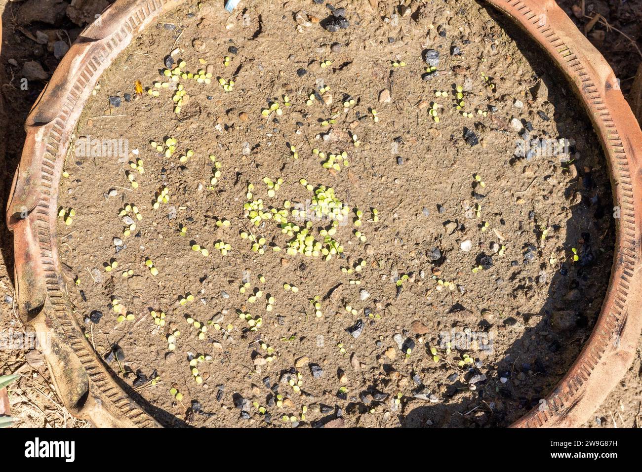Petits plants de laitue dans un pot d'argile Banque D'Images