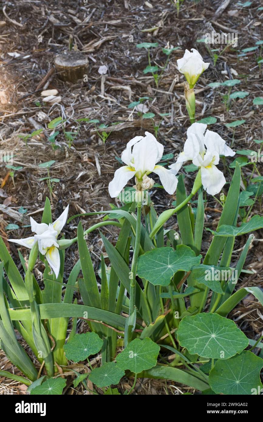 Élégantes fleurs blanches d'iris ont fleuri à l'extérieur dans le jardin Banque D'Images