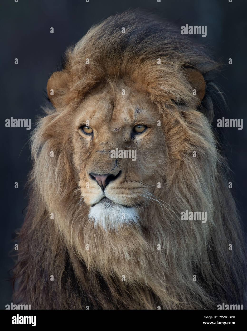 Un portrait vertical d'un lion africain Banque D'Images