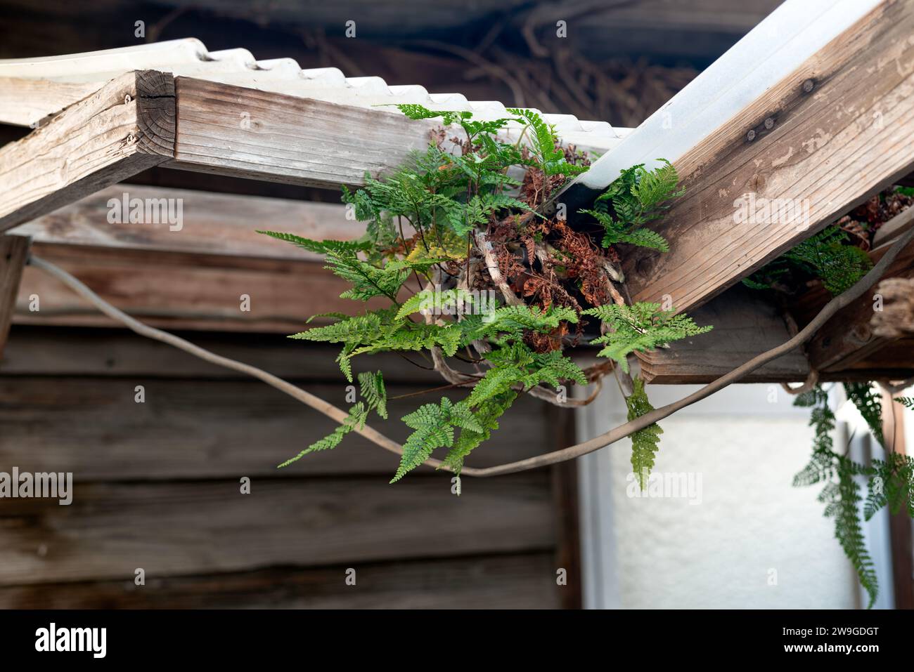 Fern pousse sur une gouttière de toit et sur une maison. Banque D'Images