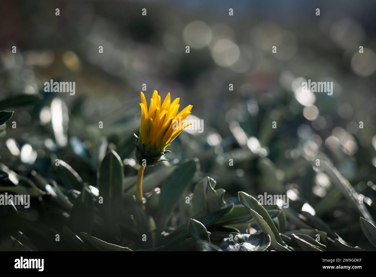 Une fleur jaune sur le point de fleurir isolée Banque D'Images