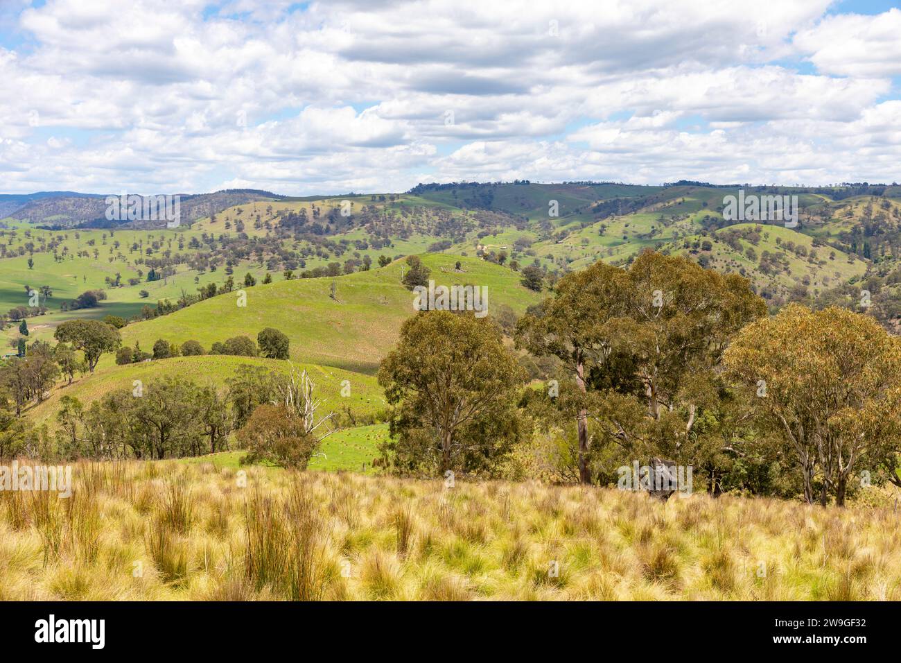 Paysage rural australien dans le centre-ouest de la Nouvelle-Galles du Sud, Australie, été 2023, défenses d'herbe et verdure Banque D'Images