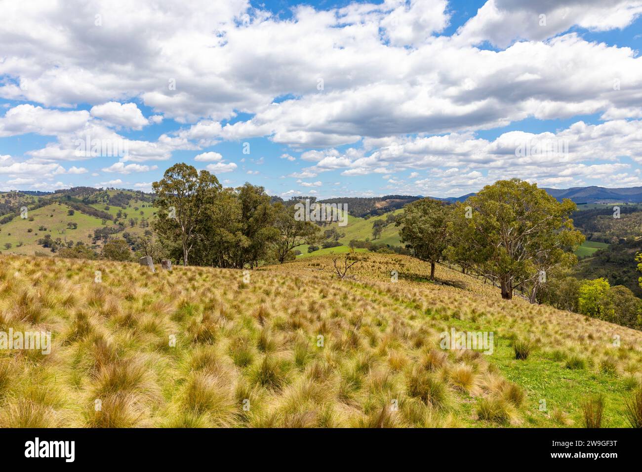 Paysage rural australien dans le centre-ouest de la Nouvelle-Galles du Sud, Australie, été 2023, défenses d'herbe et verdure Banque D'Images