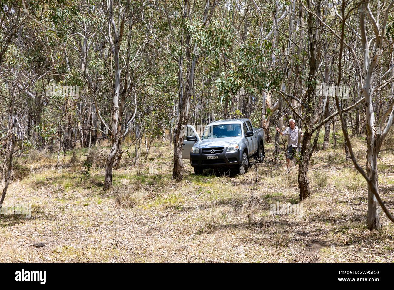 Buisson australien, l'homme conduit sa Mazda ute entre les arbres dans le centre-ouest de la Nouvelle-Galles du Sud, Australie Banque D'Images