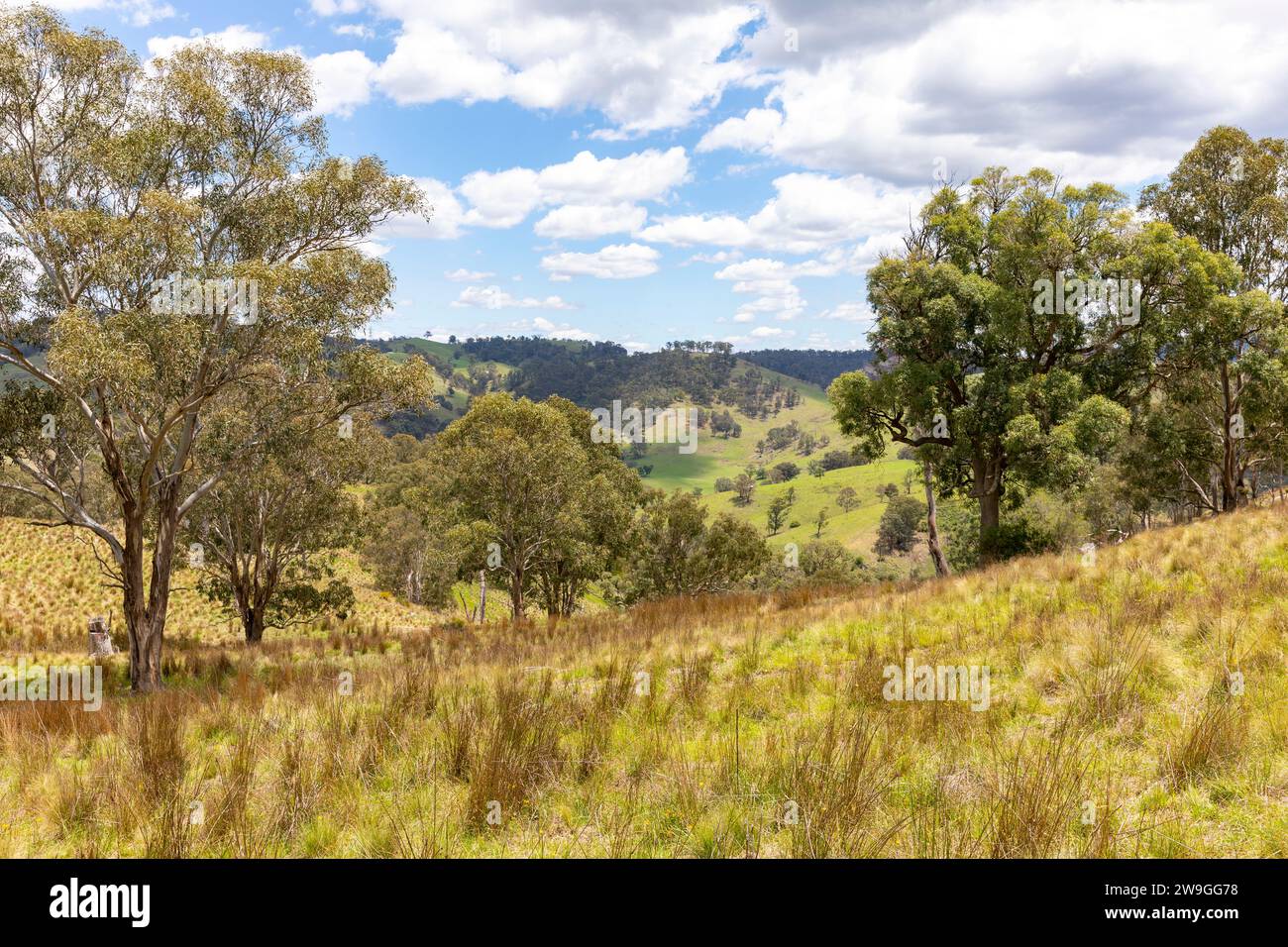 Paysage australien étés jour 2023, campagne et brousse australienne près du village de Hartley dans le centre ouest de la Nouvelle-Galles du Sud, Australie Banque D'Images