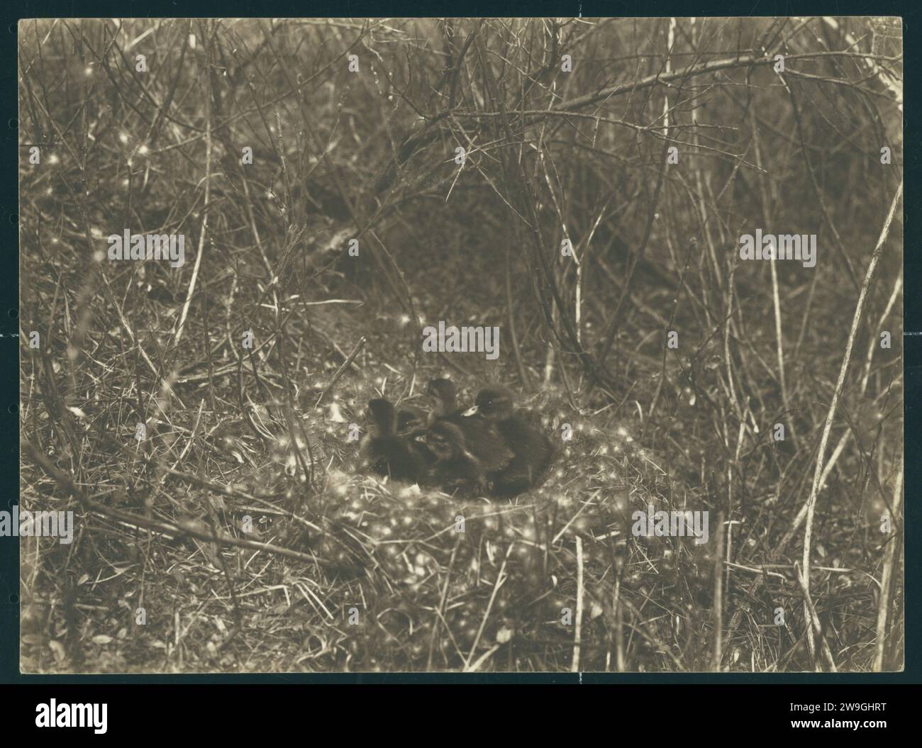 Nid avec Canards, 1900 - 1930 photographie pays-Bas support photographique Banque D'Images