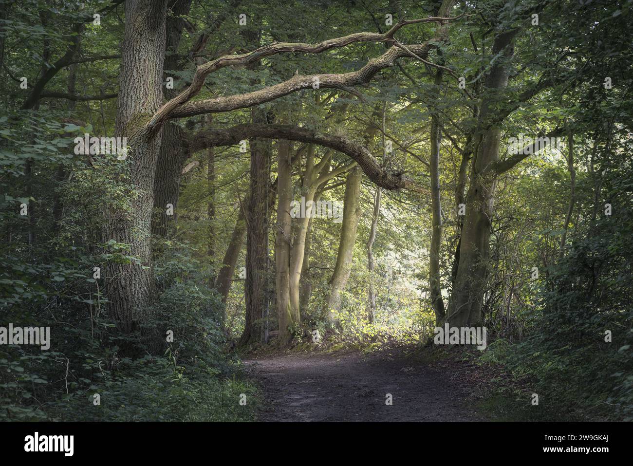 Forêt tranquille avec des feuilles vertes et des arbres anciens, forêt de Grasten, Danemark Banque D'Images