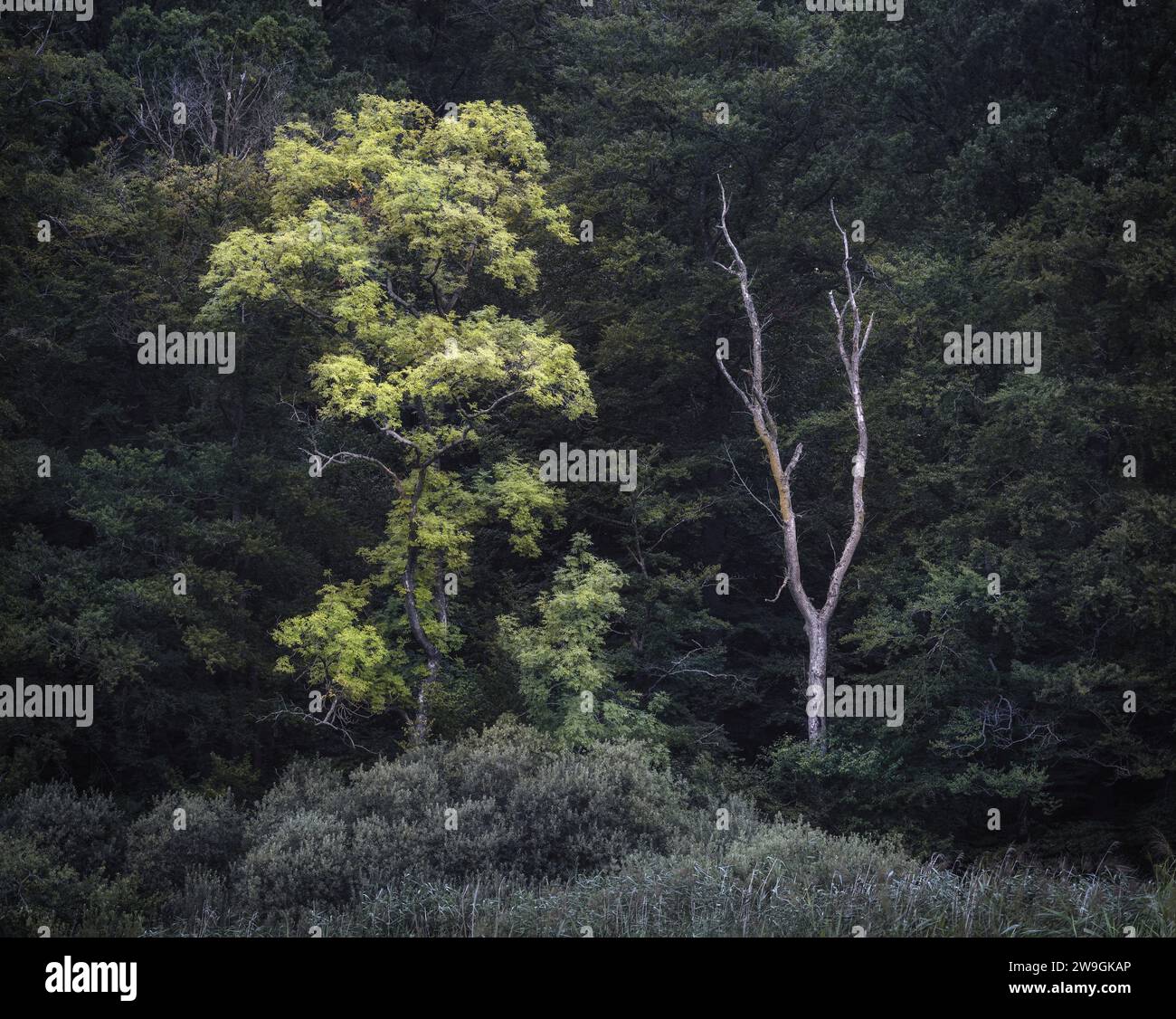 Arbre vert luxuriant avec une croissance florissante, entouré par la nature, Danemark Banque D'Images