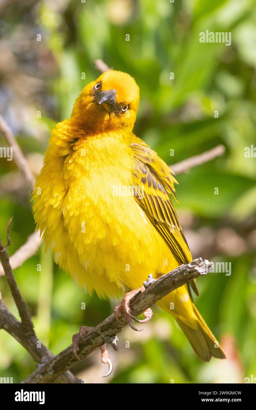 Male Cape Weaver (Ploceus capensis), Wilderness, Western Cape, Afrique du Sud Banque D'Images