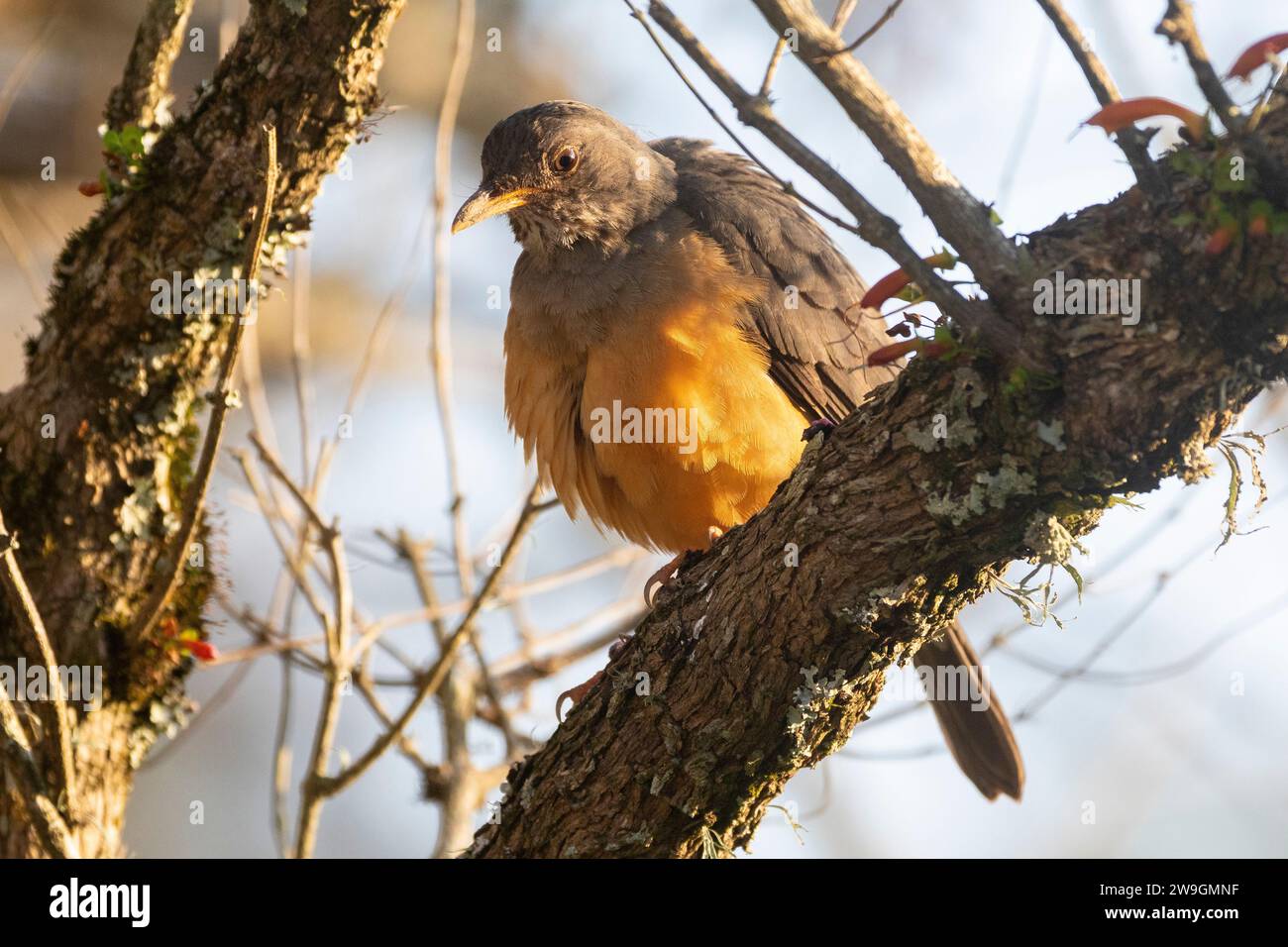 Grive des olives (Turdus olivaceus), Wilderness, Western Cape, Afrique du Sud Banque D'Images