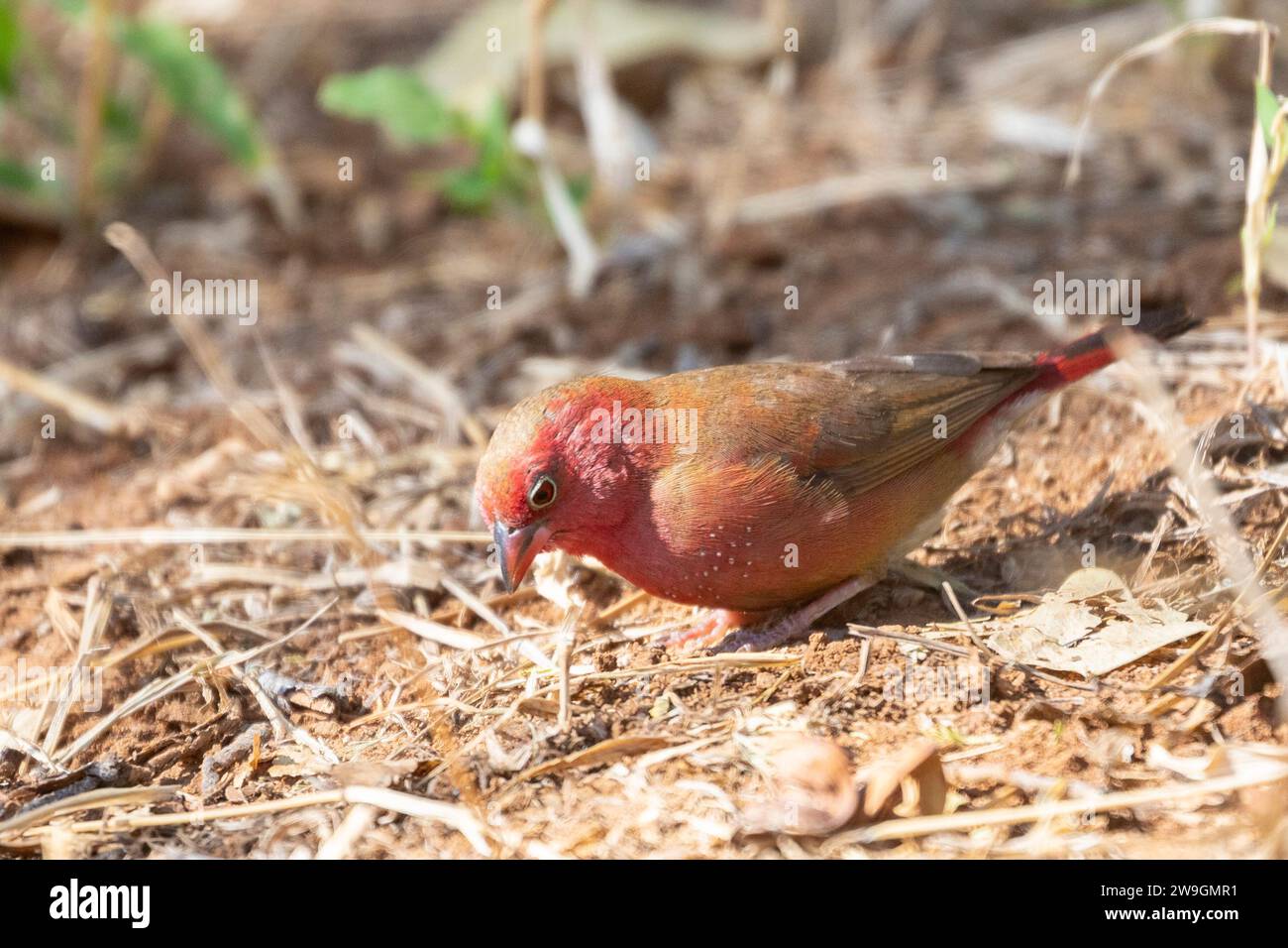 Mâle Firefinch à bec rouge (Lagonosticta senegala), Limpopo, Afrique du Sud se nourrissant au sol Banque D'Images