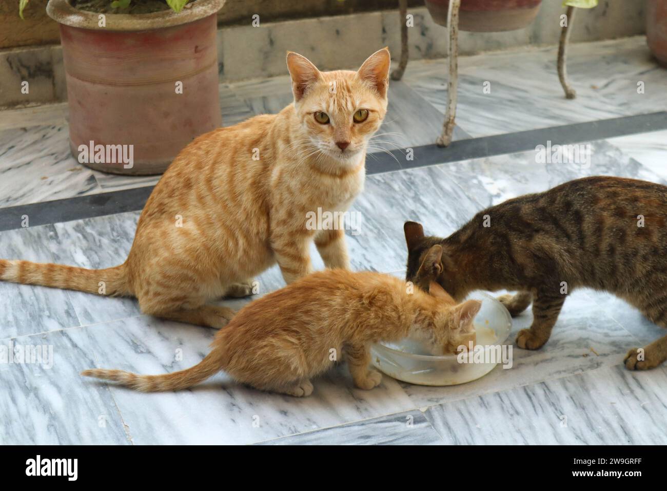 Mère chat mangeant de la nourriture avec ses chatons Banque D'Images