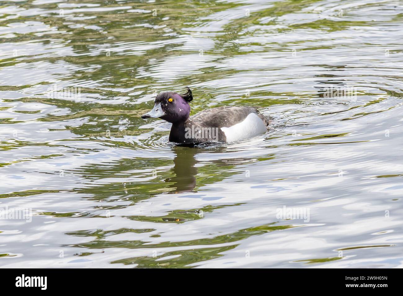 Un canard touffeté mâle ou une verger touffetée (Aythya fuligula), un petit canard plongeant trouvé dans le nord de l'Eurasie Banque D'Images
