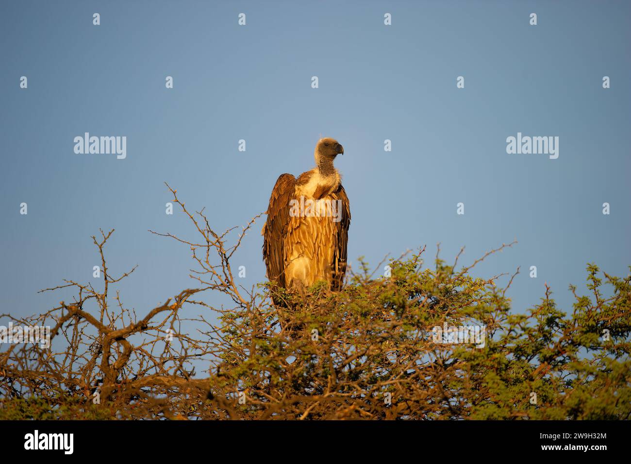 Vulture à dos blanc (Gyps africanus) Parc transfrontalier de Kgalagadi, Afrique du Sud Banque D'Images