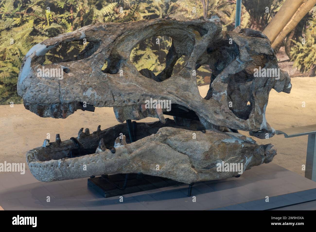 Crâne réel d'un Allosaurus fragilis dans le Quarry Exhibition Hall au Dinosaur National Monument dans l'Utah. Banque D'Images