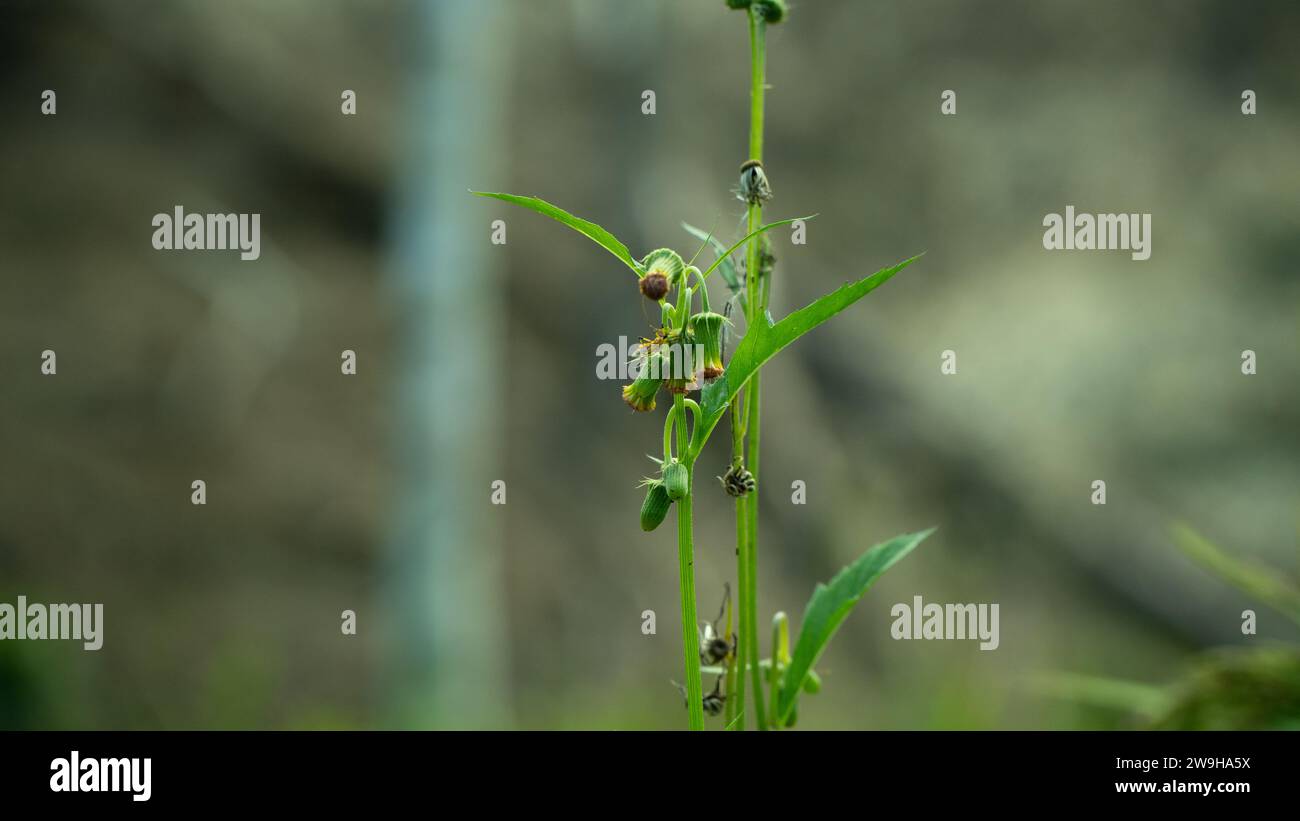 Crassocephalum Crepidioides, classe : Magnoliopsida, sous-classe : Asteridae, ordre : Asterales Banque D'Images