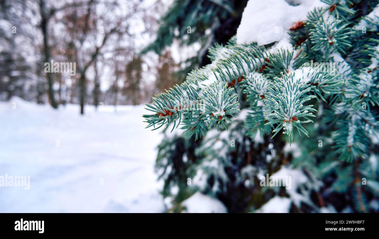 Branches de sapin couvertes de neige dans la forêt d'hiver Banque D'Images