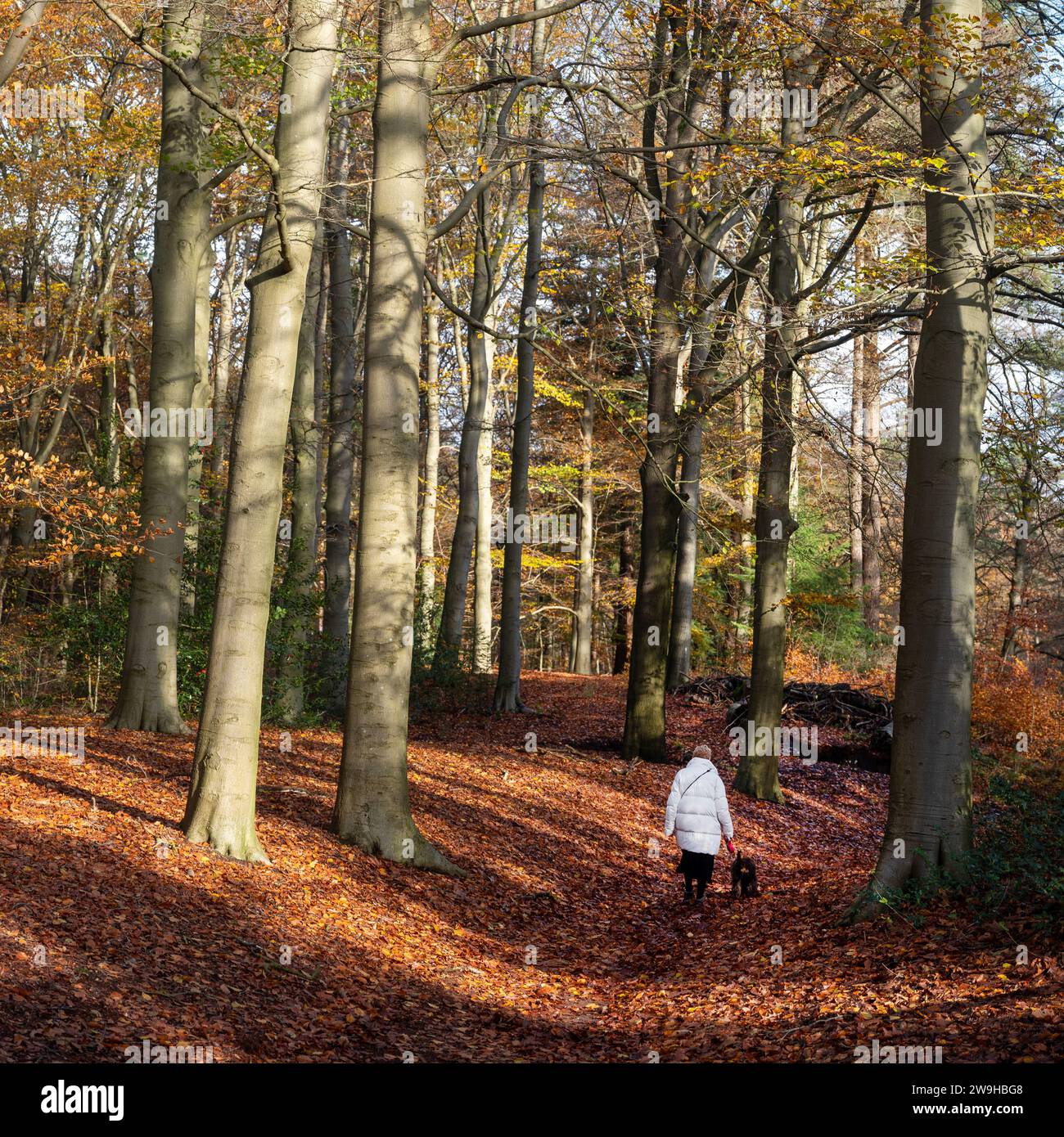 femme plus âgée promène le chien dans la forêt d'automne colorée près d'utrecht aux pays-bas Banque D'Images