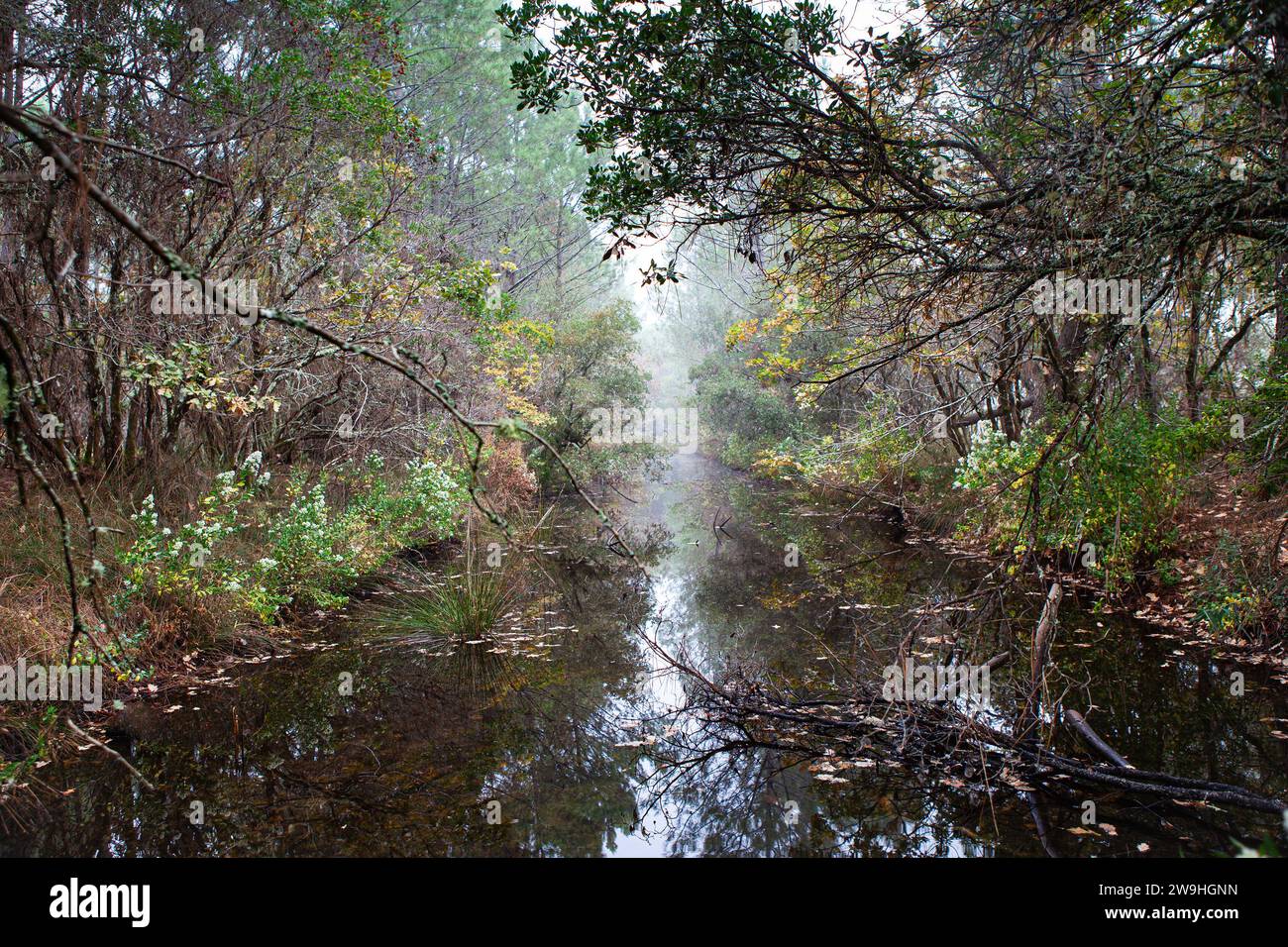 Forêt et ruisseau dans les Landes du bassin d'Arcachon en France Banque D'Images