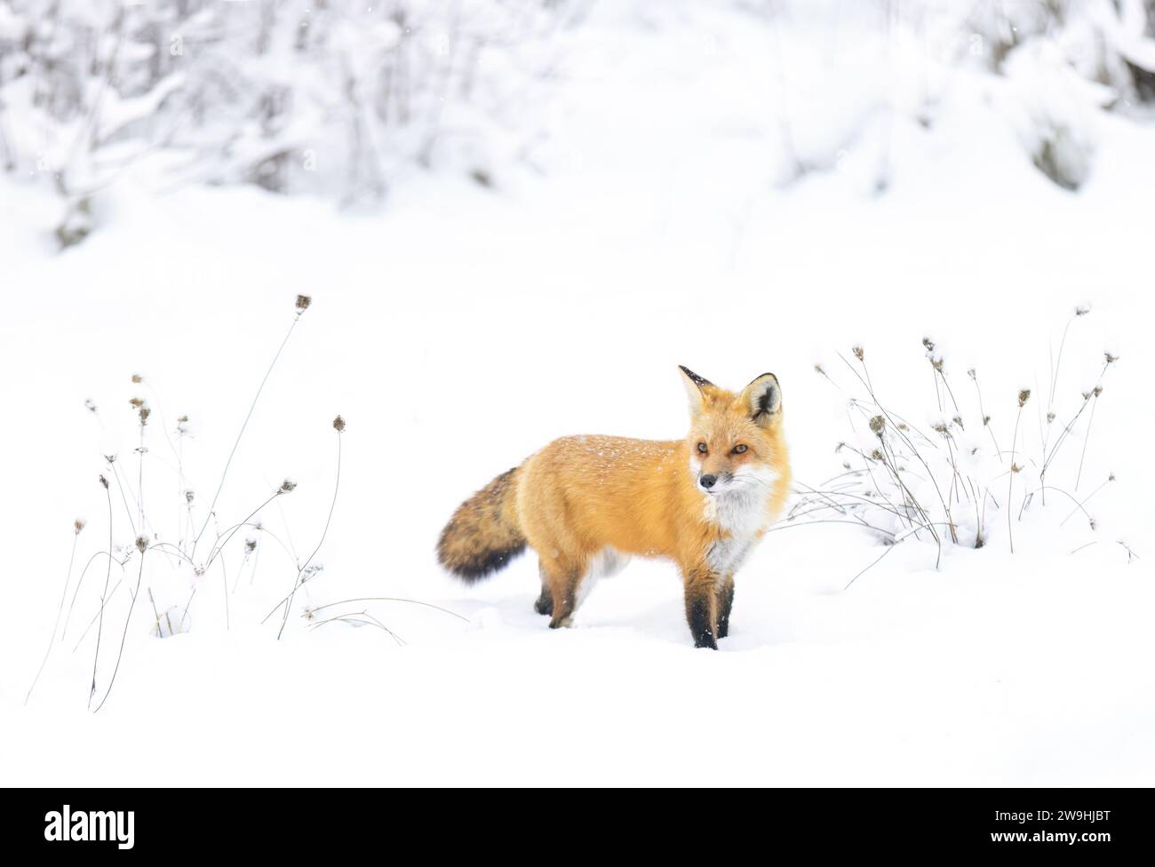 Renard roux avec une queue touffue et un manteau de fourrure orange chassant dans la neige fraîchement tombée au Canada Banque D'Images