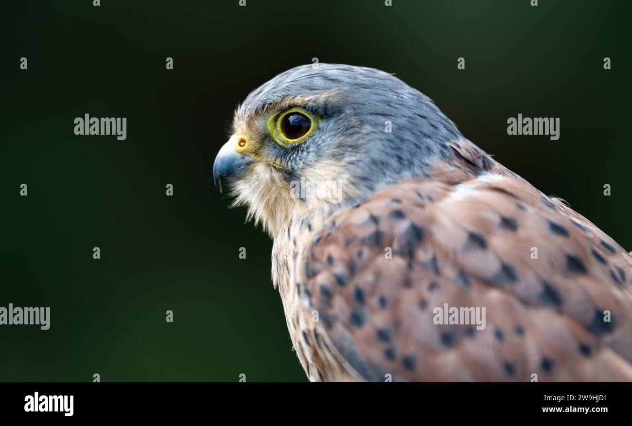 Kestrel commun mâle, Falco tinnunculus, sur un fond sombre. North Yorkshire, Royaume-Uni. Banque D'Images Kestrel commun mâle, Falco tinnunculus, sur un fond sombre. North Yorkshire, Royaume-Uni. Banque D'Images