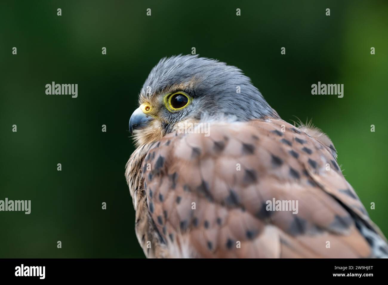 Kestrel commun mâle, Falco tinnunculus, sur un fond sombre. North Yorkshire, Royaume-Uni. Banque D'Images Kestrel commun mâle, Falco tinnunculus, sur un fond sombre. North Yorkshire, Royaume-Uni. Banque D'Images
