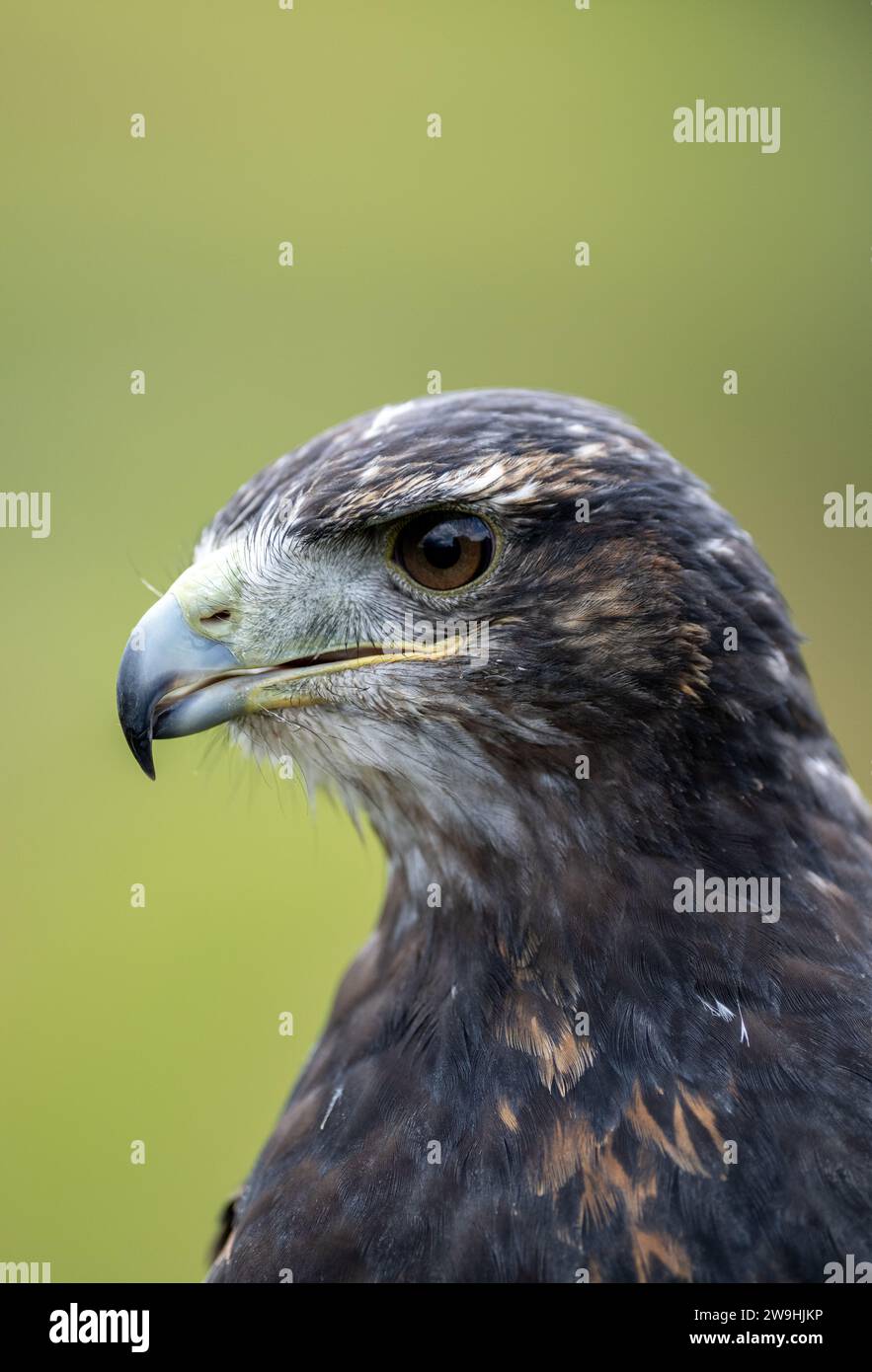 Blue Buzzard Eagle chilien dans un centre de fauconnerie dans le North Yorkshire, Royaume-Uni. Banque D'Images Blue Buzzard Eagle chilien dans un centre de fauconnerie dans le North Yorkshire, Royaume-Uni. Banque D'Images