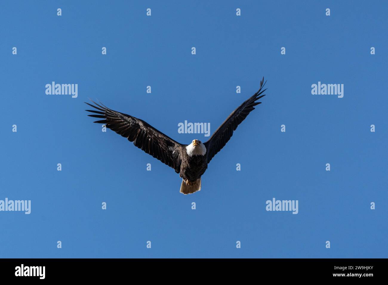 Le majestueux aigle à tête blanche adulte (Haliaeetus leucocephalus) vole sur un fond bleu-ciel Banque D'Images